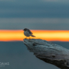 Mockingbird Sunrise