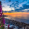 Flower Sunrise