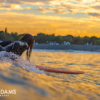 Orange Surfer