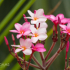 PR Flowers