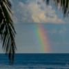 PR Rainbow Palms