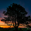 Pine Tree Sunrise