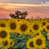 Sunflower Sunset